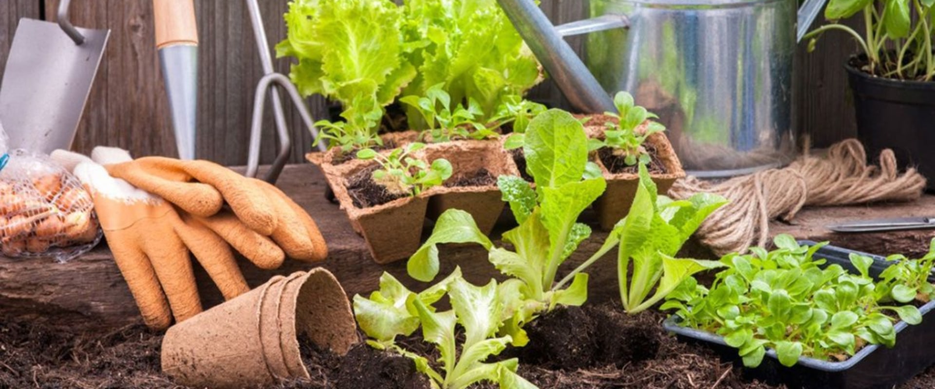 A Beginner's Guide to Gardening Tools